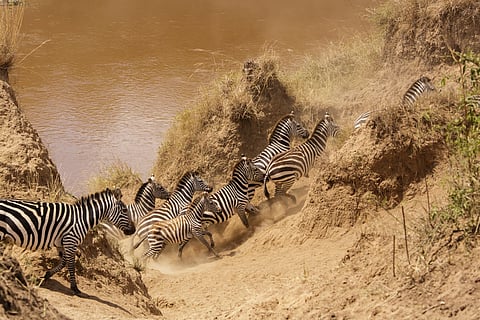 Mara River crossing