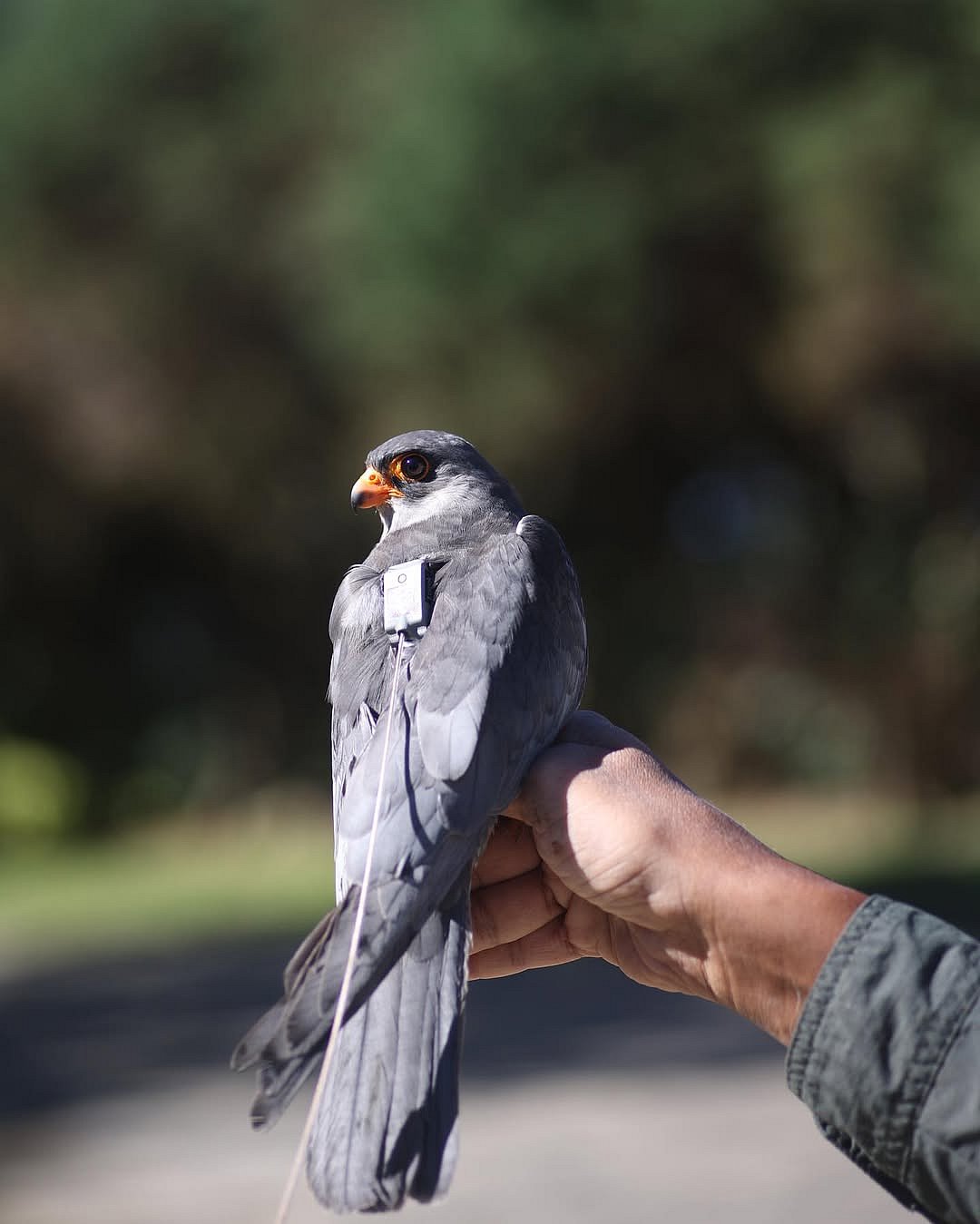 mordecai_panmei/instagram : A picture of the Amur Flacon Chiuluan 2