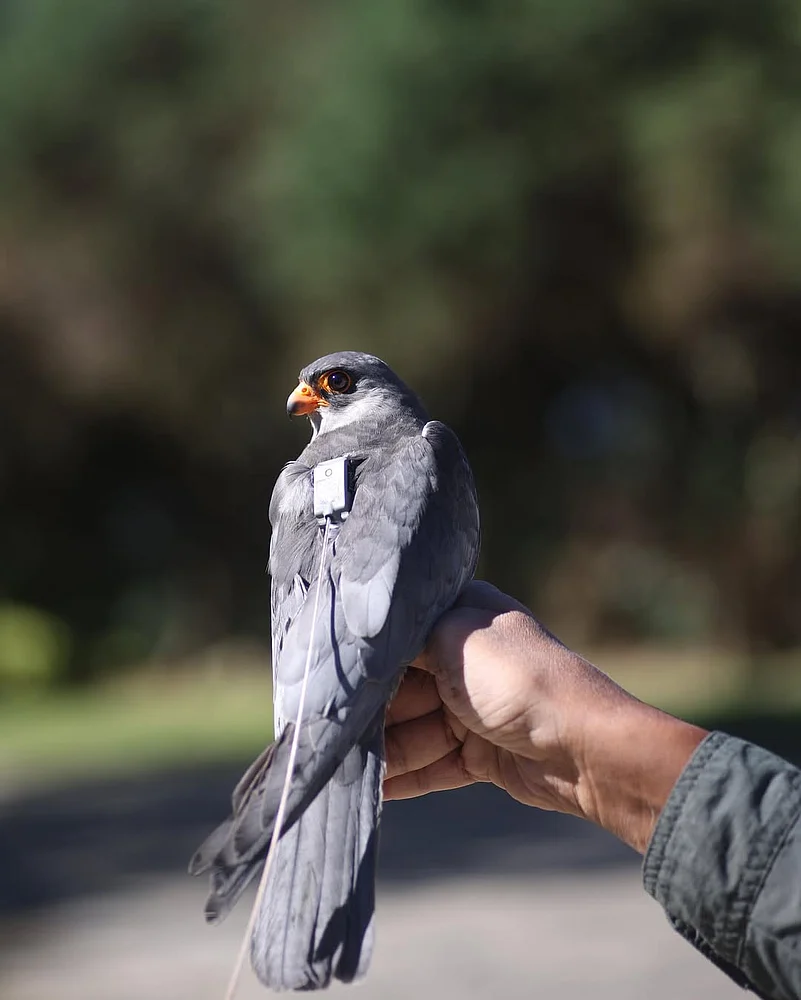 mordecai_panmei/instagram