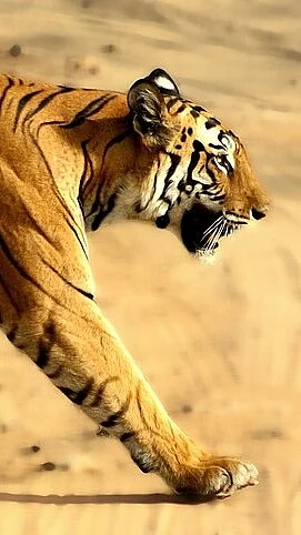 Wikimedia Commons : Tigress at Bandhavgarh