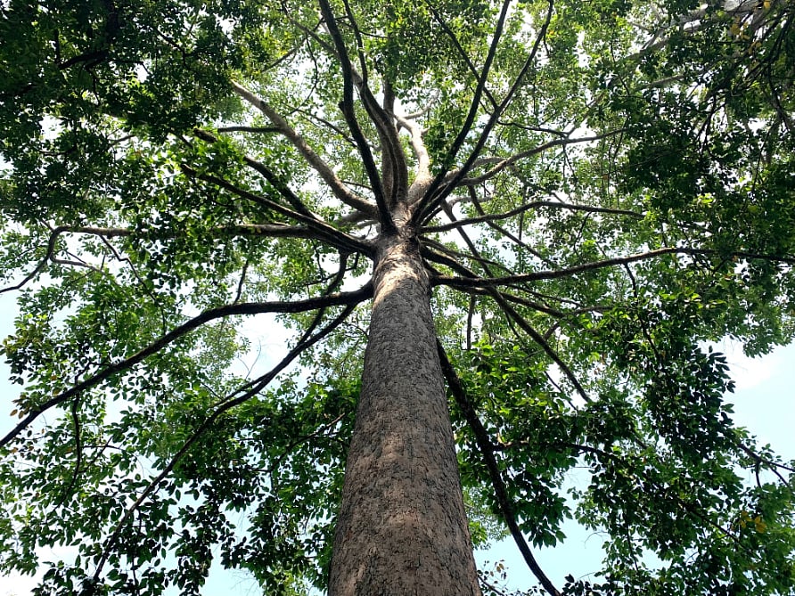 Shutterstock : A 100 year old tree in the tropical forests of northern Thailand