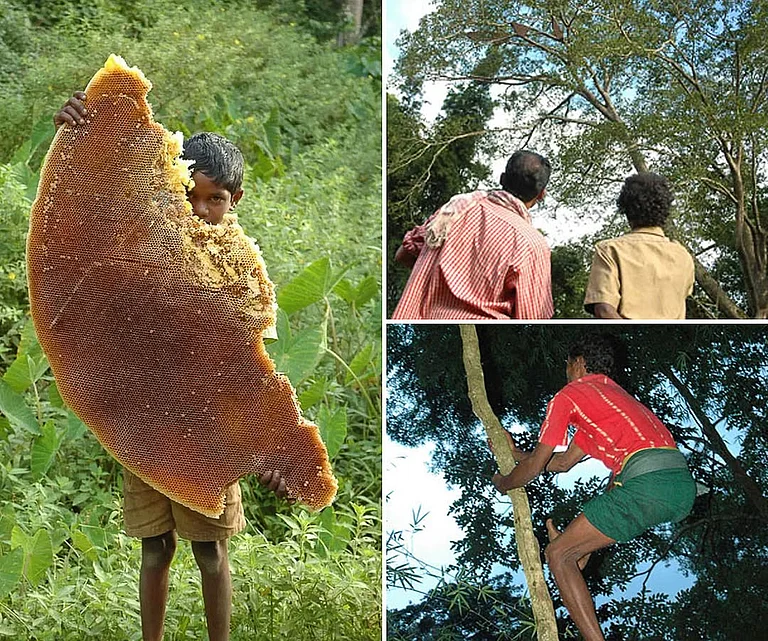 The Kattunayakan are a designated scheduled tribe that lives in the states of Tamil Nadu, Karnataka, Kerala and Andhra Pradesh - Copyright: Tarsh and Tariq Thekaekara. Photo sourced from earth_unreal/Instagram