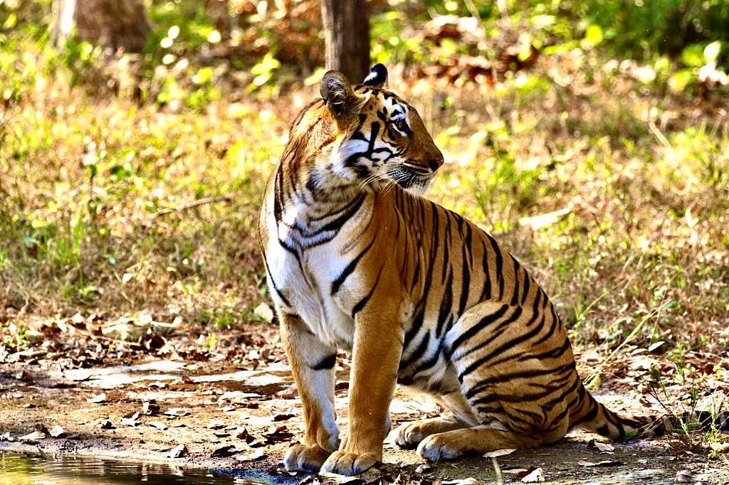 Four-Mark Wali, one of Tipeshwar’s resident tigresses, roams her 35 sq km territory with three growing cubs