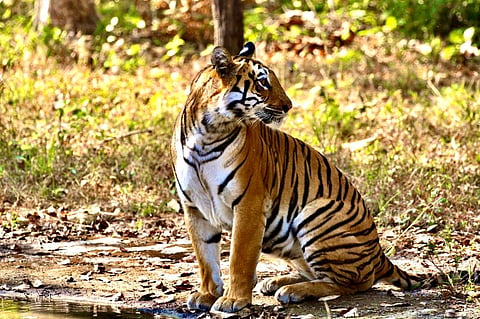 Four-Mark Wali, one of Tipeshwar’s resident tigresses, roams her 35 sq km territory with three growing cubs