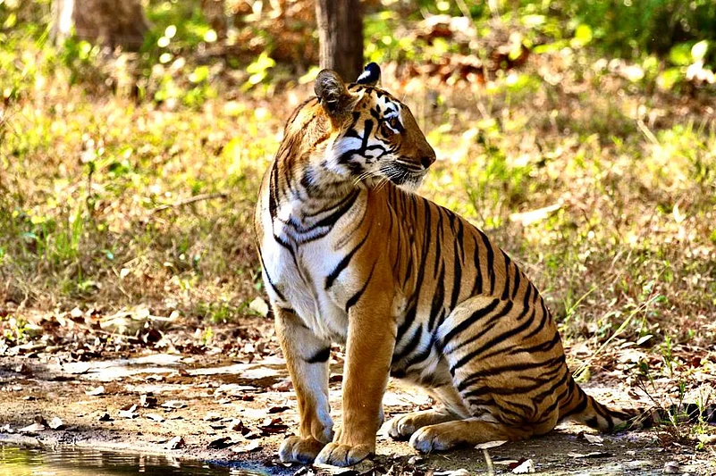 Four-Mark Wali, one of Tipeshwar’s resident tigresses, roams her 35 sq km territory with three growing cubs