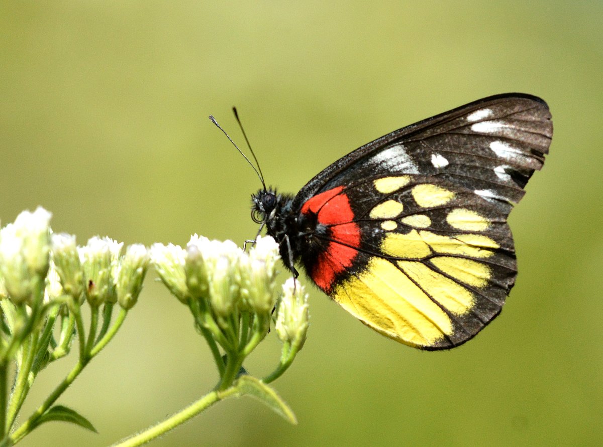 A shot of Red-base Jezebel Delias in Keibul Lamjao National Park