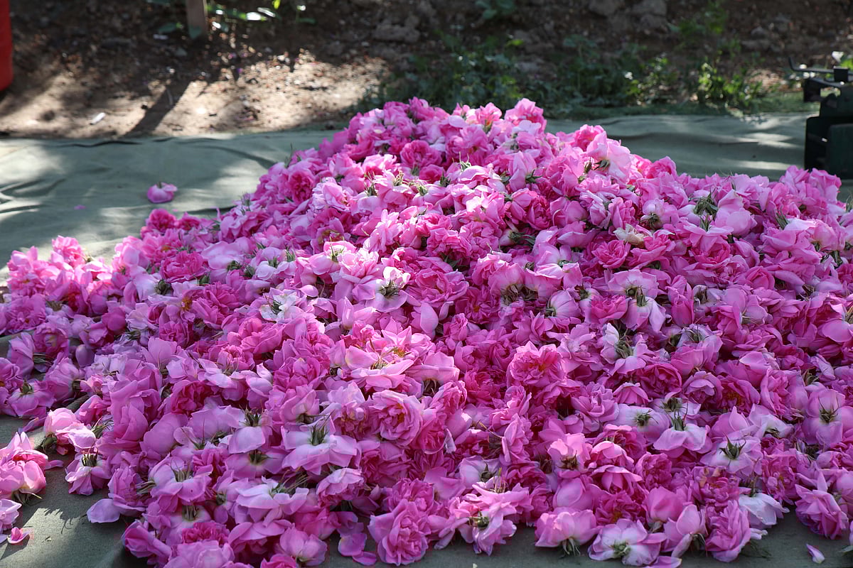 Taifs roses are extracted in rosewater and fragrance form