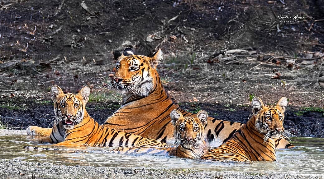 Archi with her cubs