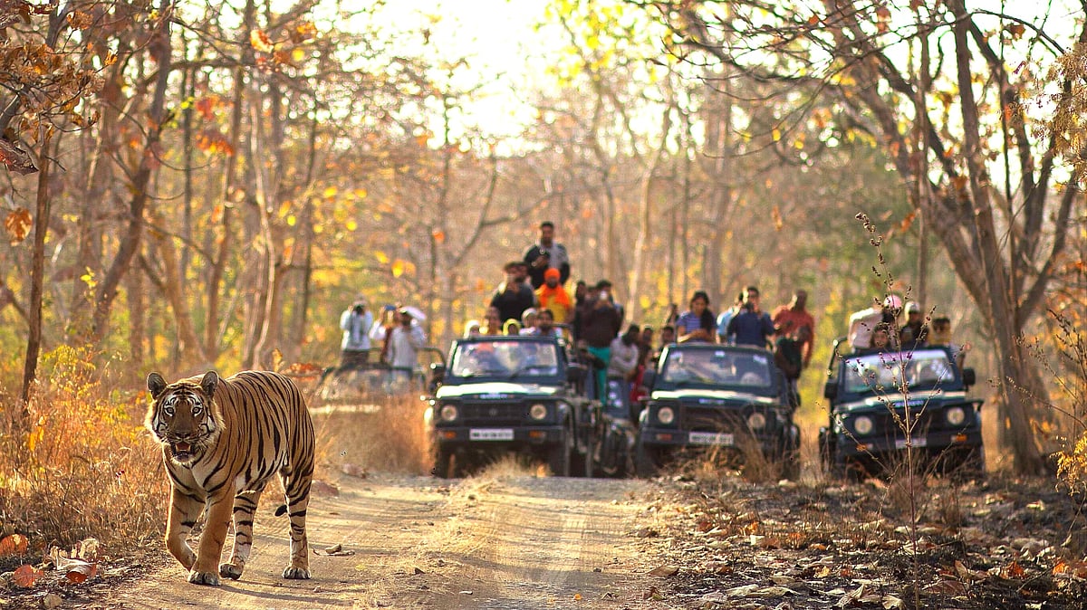 Vijaya Pratap : Veer, the dominant male of Tipeshwar, migrated from Tadoba and now rules over 130 sq km