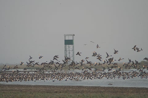 A flock of birds during a birdwatching safari at CEDO. 
