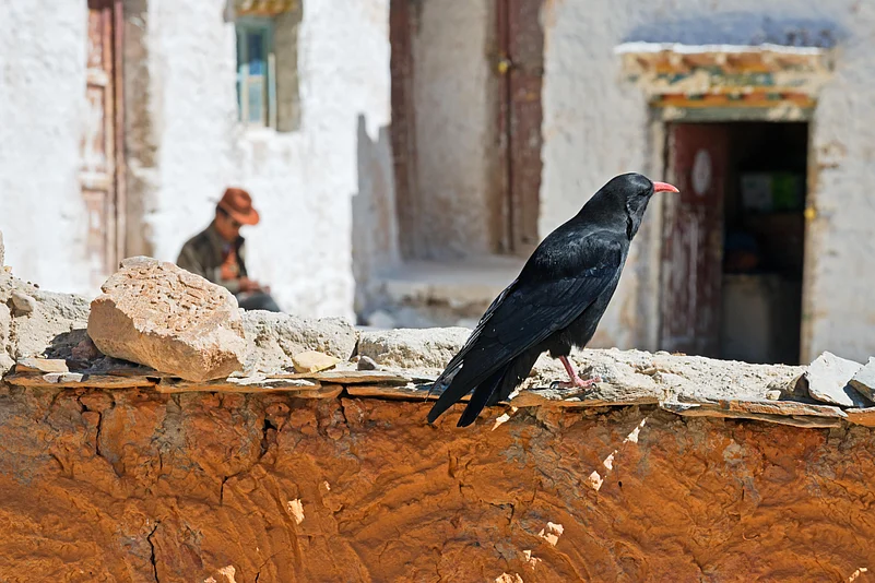 Tibetan ravens can be found in the Tsarap Chu Conservation Reserve