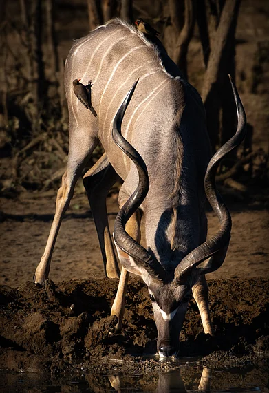 Shutterstock : A kudu at a watering hole in Kruger National Park