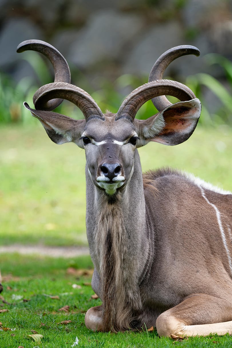 The greater kudu is found throughout eastern and southern Africa