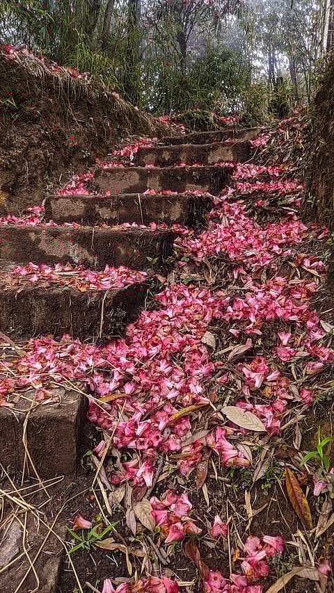 Sikkim is one of the top places to see rhododendrons