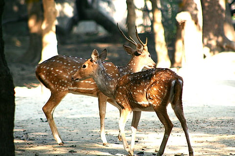 Chital deer at Kanpur Zoo