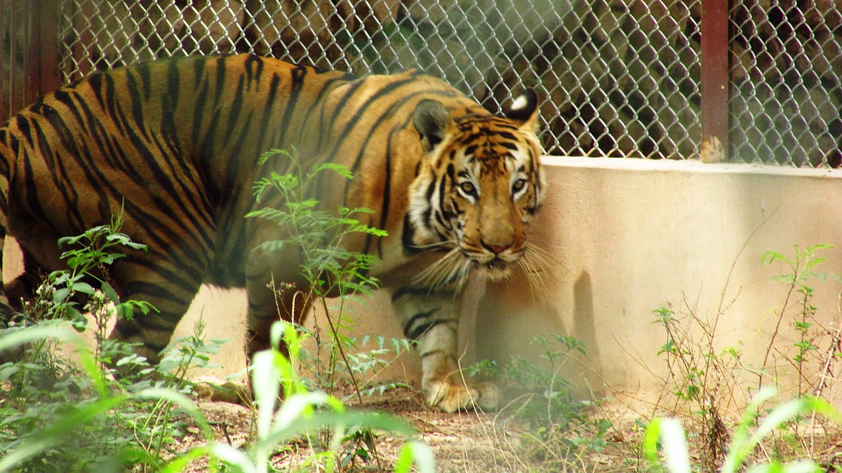 Sumit Kumar Singh880/Wikimedia Commons : The Lucknow Zoo (pictured here) is among the many zoos closed in UP currently owing to a bird flu scare