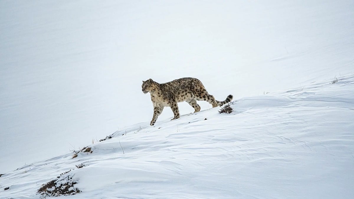 Wikimedia Commons : A Snow Leopard caught in action