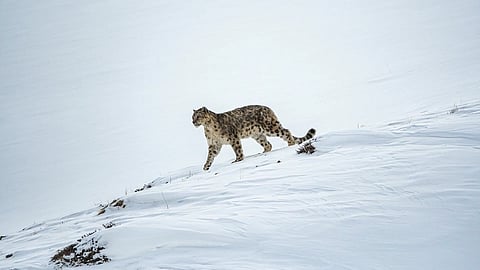The snow leopard is one of the most elusive and enigmatic big cats