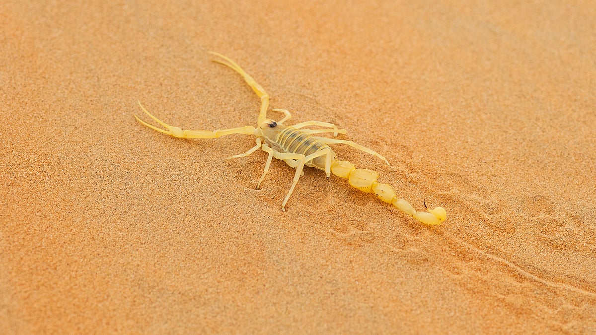A scorpion moves across the sands of the Rub Al Khali