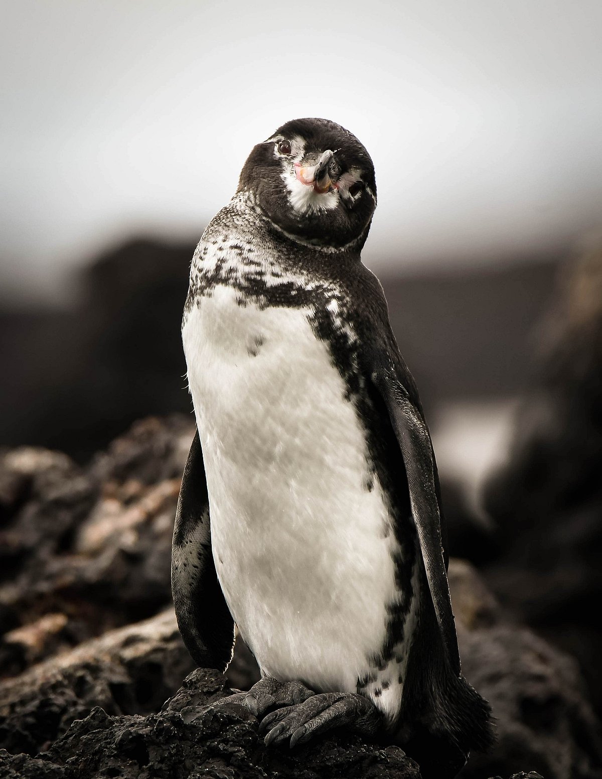 Shutterstock : The Galápagos penguin is the only penguin species found north of the equator