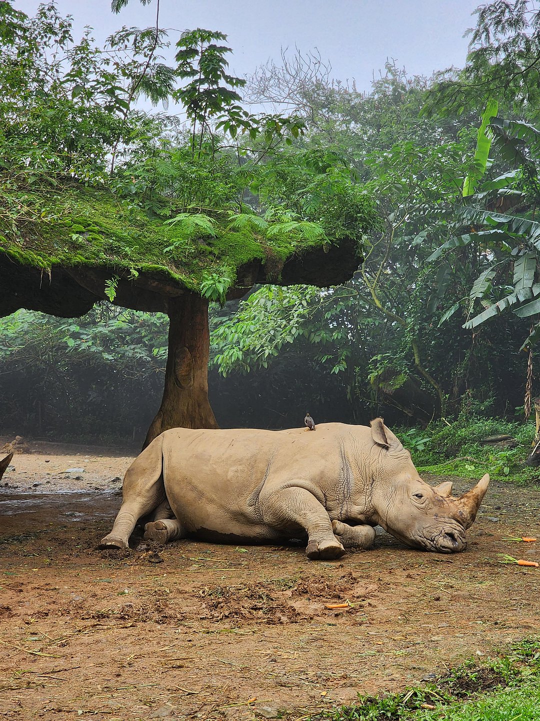 Ujung Kulon National Park is the last remaining refuge of the Javan rhinoceros
