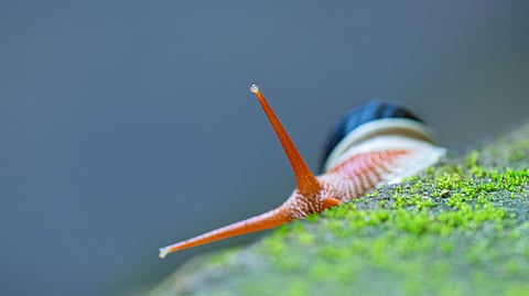 The vibrant, translucent shell of the Indrella ampulla snail glistened in the soft light, almost as if it were made of delicate glass