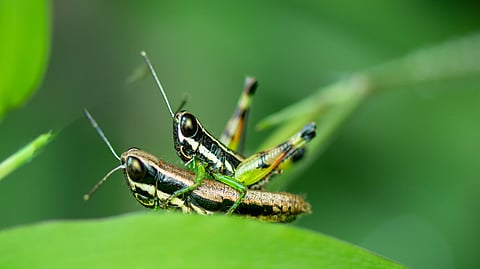 A pair of green grasshoppers engage in a classic display of courtship