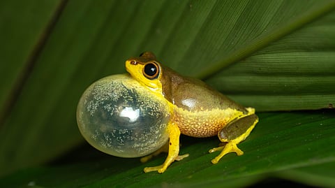 The vocal sac of the glandular bush frog reveals its magic: speckled with delicate patterns that shimmer like stars in a bubble