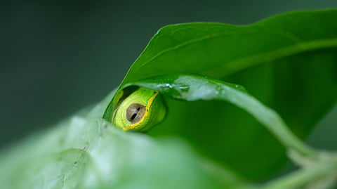 Nestled inside a neatly folded leaf, a female Rhacophorus lateralis rested silently, guarding her freshly laid eggs. She was almost invisible—only her eyes revealed her presence to those who looked closely