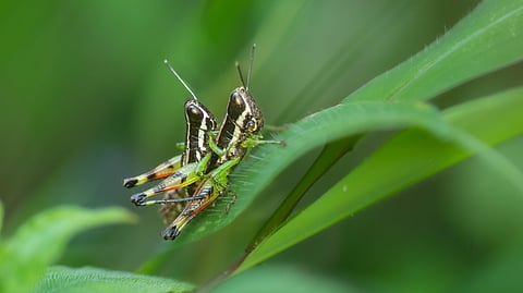 Two grasshoppers remain focused on each other, oblivious to the photographer's presence