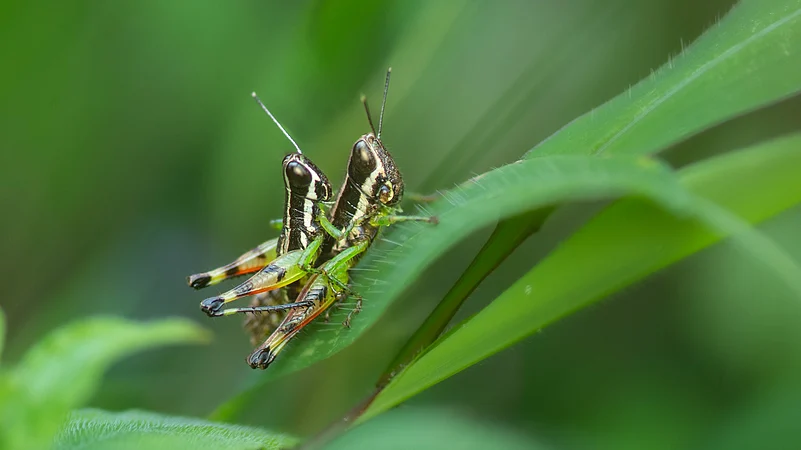 Two grasshoppers remain focused on each other, oblivious to the photographers presence