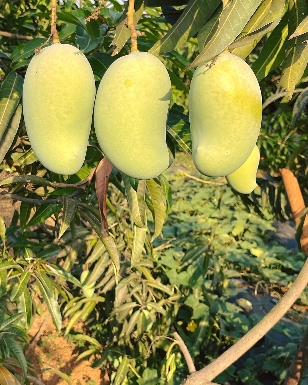 The Satori gardens are bursting with nature’s bounty—mangoes, jackfruit, bananas, star fruit, pineapples, avocados, and lychees—all grown on-site

