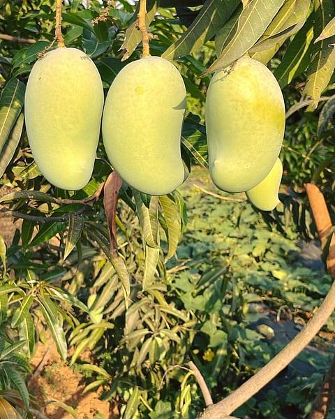The Satori gardens are bursting with nature’s bounty—mangoes, jackfruit, bananas, star fruit, pineapples, avocados, and lychees—all grown on-site

