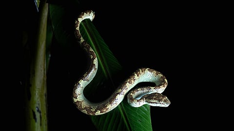 A Malabar pit viper coils and uncoils on a tree