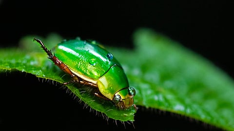 The jewel beetle dazzles with its metallic sheen, glistening like a precious gem as it navigates through the underbrush. Its vibrant iridescence, caused by microscopic structures on its exoskeleton, refracts light in mesmerising patterns, an evolutionary trait that helps it blend into its surroundings while also warning predators of its potential toxicity. A small marvel, this beetle embodies the brilliance of nature’s design in both function and
form