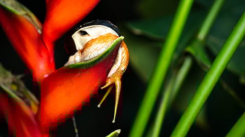The flower’s rich colour illuminated the scene perfectly, and the snail, now framed by the vivid petals, seemed to be posing just for the photographer
