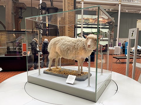 The stuffed body of Dolly the sheep at the National Museum of Scotland
