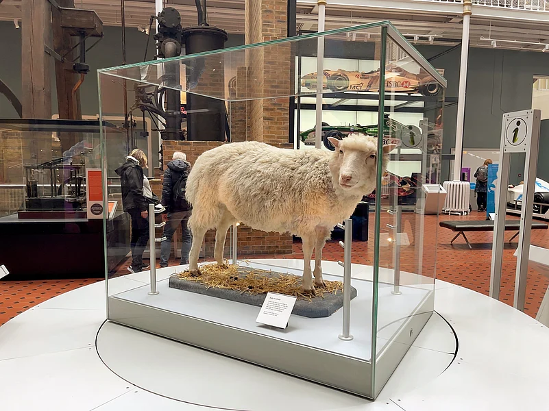 The stuffed body of Dolly the sheep at the National Museum of Scotland
