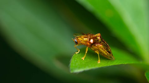 Macro photography is more than getting close—it’s about being present