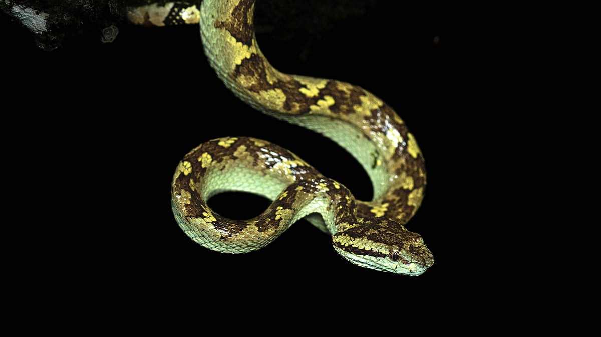 A Malabar pit viper coiled elegantly on a banana tree. Its stunning colours seemed to almost glow against the dense greenery