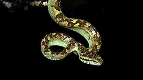 A Malabar pit viper coiled elegantly on a banana tree. Its stunning colours seemed to almost glow against the dense greenery