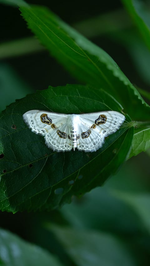 The moth, often overlooked in the shadow of its more flamboyant relatives, carries with it a silent elegance. Whether resting on the bark of a tree or fluttering through the night, the moth's muted, camouflaged wings tell of survival and mystery. Each species, with its unique patterns, serves a purpose—whether as a pollinator or as part of the food chain, they remain essential to maintaining the delicate balance of their ecosystems