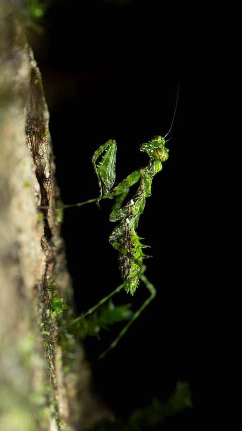 The moss mantis, with its calm, calculated movements, is a predator disguised in plain sight. Its vivid green body blends seamlessly with the foliage, allowing it to ambush unsuspecting prey with lightning precision. Every motion is deliberate, every angle of its triangular head a masterpiece of evolution. It’s both a silent observer and a hunter, a creature whose stillness masks a deadly predator’s grace