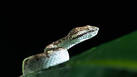 Seeing a Malabar pit viper was nature at its most captivating—both terrifying and beautiful