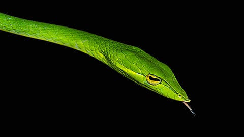 A slender green vine snake gllides slowly through the grass