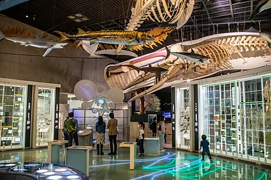 Danny Ye/Shutterstock : A natural history museum in Tokyo, Japan