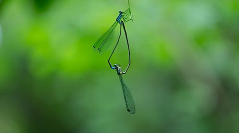 Damselflies, glowing in the dark, engage in
a delicate courtship dance