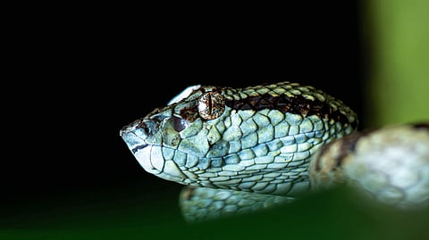 The contrast of the Malabar pit viper's vibrant skin against the rich green of the banana leaves is mesmerising