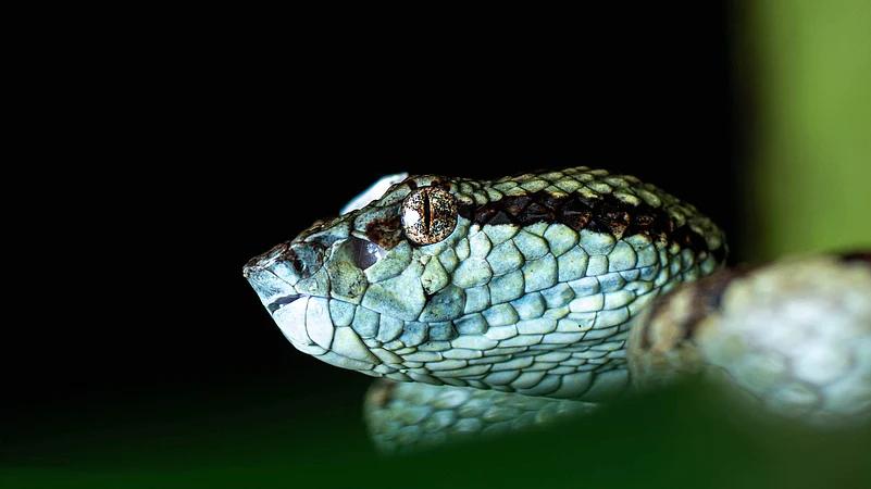 The contrast of the Malabar pit vipers vibrant skin against the rich green of the banana leaves is mesmerising
