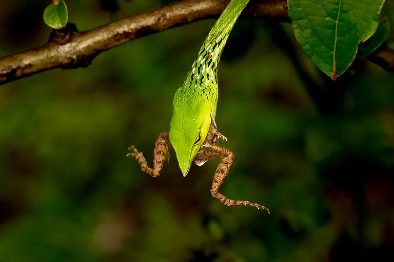 A green vine snake devours a frog - Copyright: Shuba Prabhakar